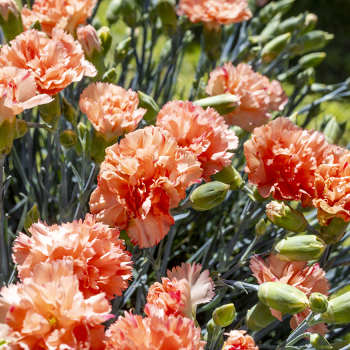Dianthus Scent First&reg; Orange Sparkler
