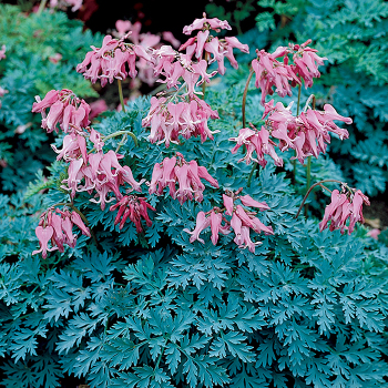 Bleeding Heart (Dicentra), Candy Hearts Bleeding Heart (Dicentra), Candy Hearts
