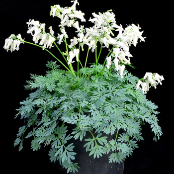 Bleeding Heart (Dicentra), Amore™ Titanium Bleeding Heart (Dicentra), Amore™ Titanium