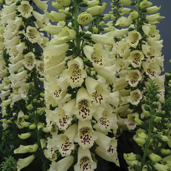 Digitalis Dalmation Creme