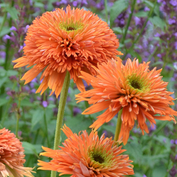 Echinacea Colorburst Orange PP24524