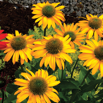 Echinacea Kismet® Yellow