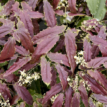 Epimedium, Sandy Claws