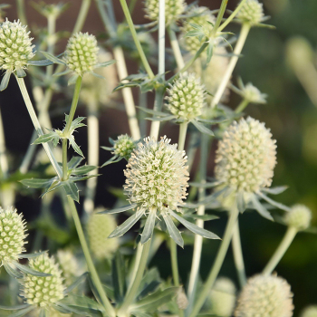 Eryngium (Sea Holly), Magical Silver
