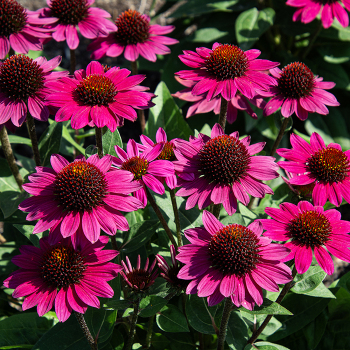 Echinacea, Sombrero® Fuchsia Fandago