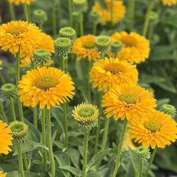 Echinacea SunSeekers Golden Sun