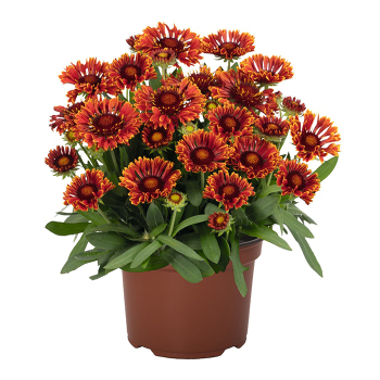 Gaillardia, SpinTop® Mariachi Red Sky