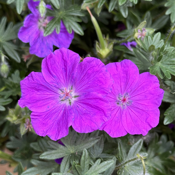 Geranium Frivolius&trade; Purple