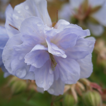 Geranium, Cloud Nine Geranium, Cloud Nine