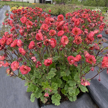 Geum, Tempo™ Coral Geum, Tempo™ Coral
