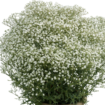 Gypsophila