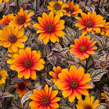 Heliopsis Orange Marble