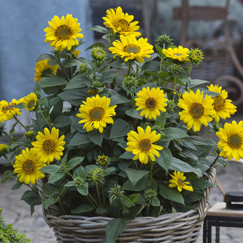 Helianthus, Suncatcher
