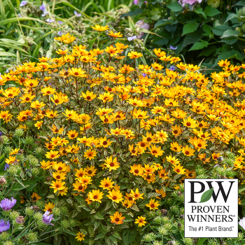 Heliopsis, Touch of Blush  Heliopsis, Touch of Blush