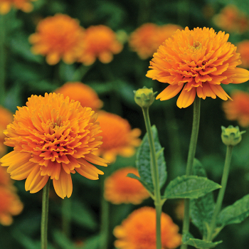 Heliopsis, Asahi Heliopsis, Asahi