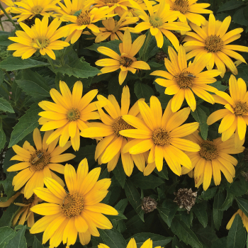 Heliopsis Tuscan Gold™