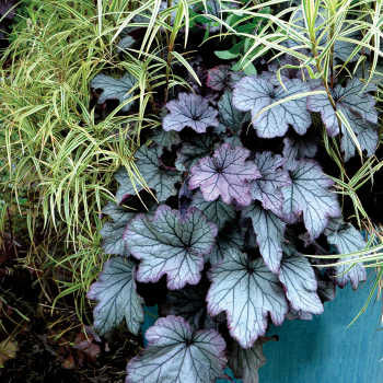 Heuchera Spellbound