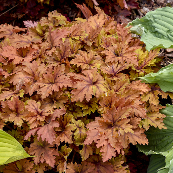 Heucherella, Copper King Heucherella, Copper King