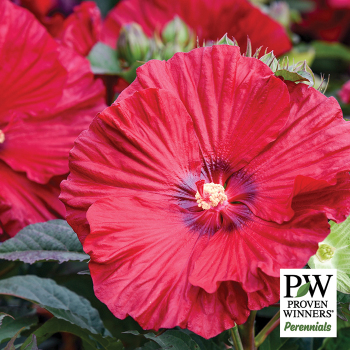 Hibiscus Summerific&reg; Garnet Globes