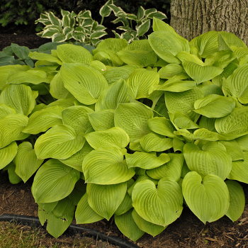 Hosta, August Moon Hosta, August Moon