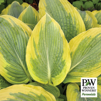 Hosta Chance Encounter