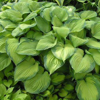 Hosta, Guacamole Hosta, Guacamole