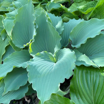 Hosta Skywriter