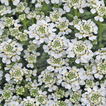 Iberis Snowflake