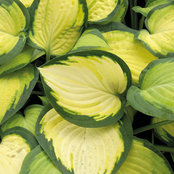 Hosta, Orange Marmalade