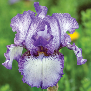 Iris, German Bearded, Earl of Essex