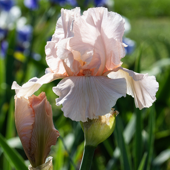 Iris, German Bearded, October Splendor