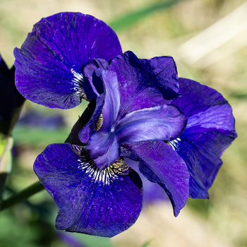 Iris, Siberian, Laughing Brook Iris, Siberian, Laughing Brook