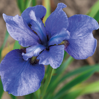 Siberian Iris Bountiful Violet