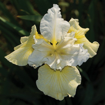 Siberian iris Isabelle