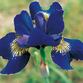 Siberian Iris Golden Edge