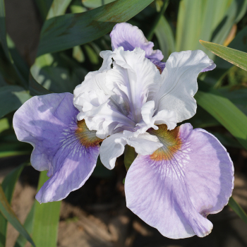 Siberian Iris Lady Lilac