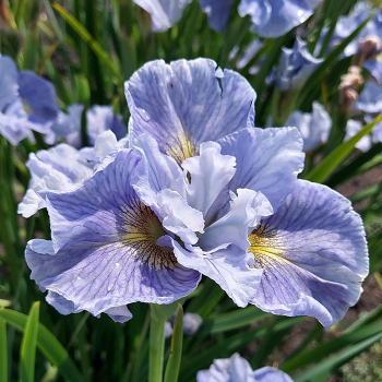 Siberian Iris H-N: Roots & Rhizomes Siberian Iris H-N: Roots & Rhizomes