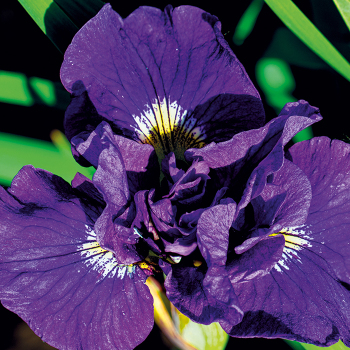 Iris, Siberian, Ruffled Velvet