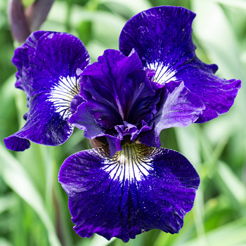 Iris, Siberian, Shirley Pope
