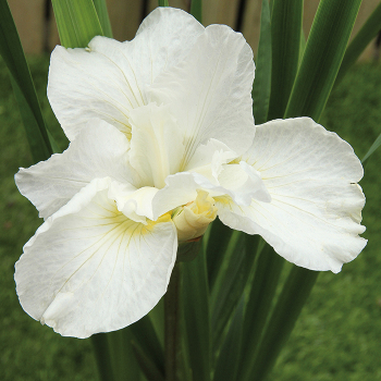 Siberian Iris Swans In Flight