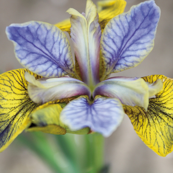 Siberian Iris Tipped In Blue
