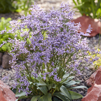 Limonium, Dazzle Rocks