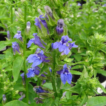Lobelia, Great Blue Lobelia, Great Blue