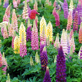 Lupine, Popsicle Mix Lupine, Popsicle Mix