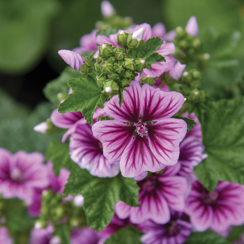 Malva Zebrina