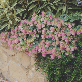 Ornamental Origanum Kent Beauty