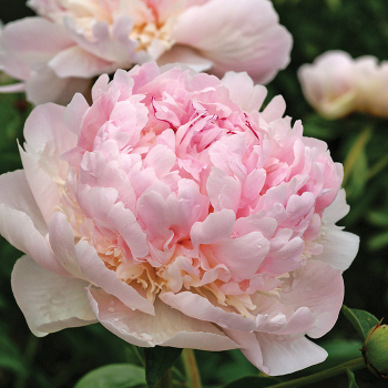 Peony, Angel Cheeks