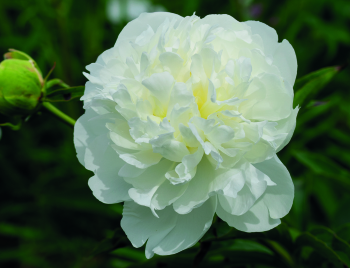 Peony, Duchesse De Nemours 