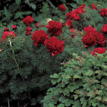 Peony, Double Fernleaf 