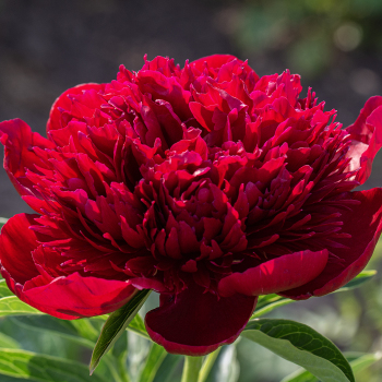 Peony, Red Charm 